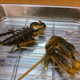Illustration for article titled Fried Scorpion? Osaka Restaurant Serves Up Unusual Eats